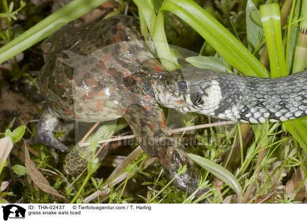 grass snake eats toad / THA-02437