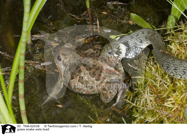 Ringelnatter frisst Krte / grass snake eats toad / THA-02438
