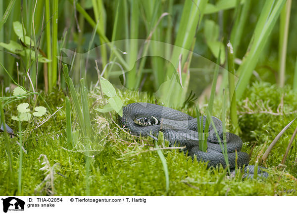 Ringelnatter / grass snake / THA-02854