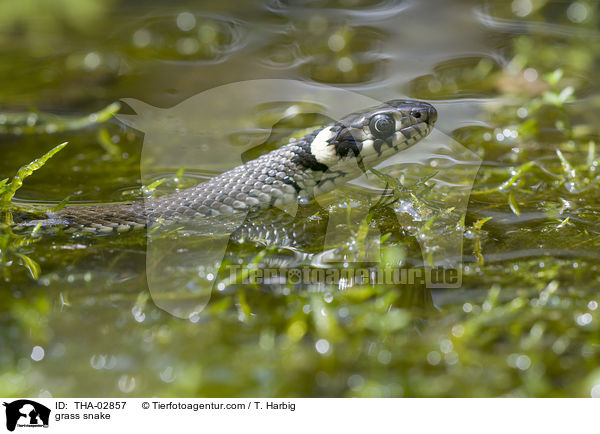 grass snake / THA-02857