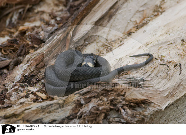 Ringelnatter / grass snake / THA-02921