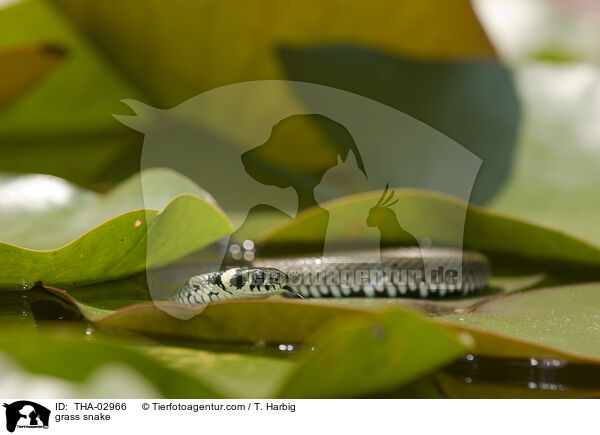 Ringelnatter / grass snake / THA-02966