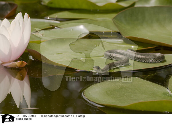 Ringelnatter / grass snake / THA-02967