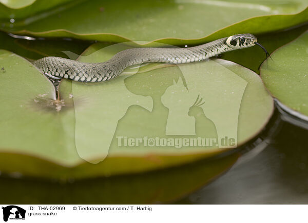 Ringelnatter / grass snake / THA-02969