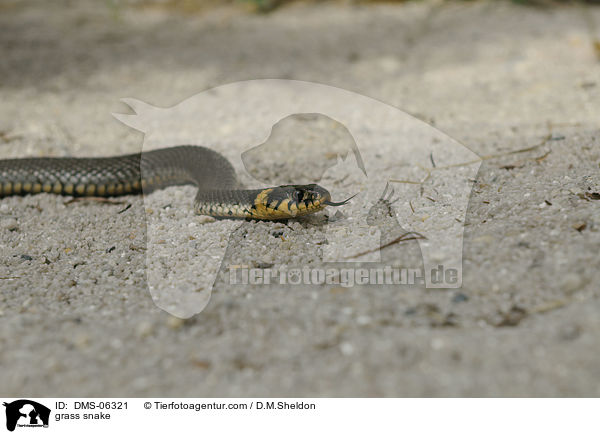 grass snake / DMS-06321