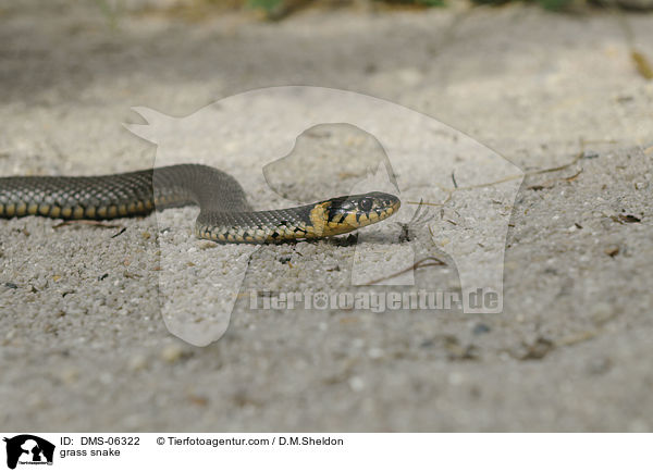 Ringelnatter / grass snake / DMS-06322