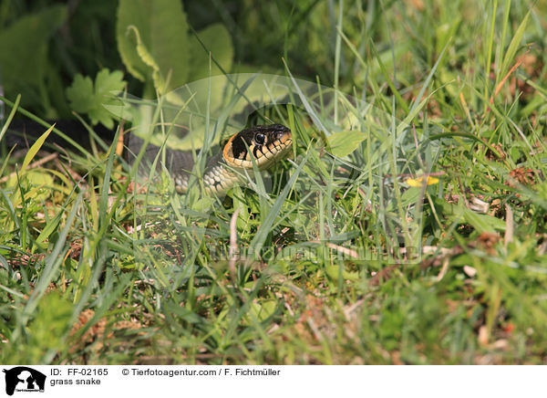 grass snake / FF-02165