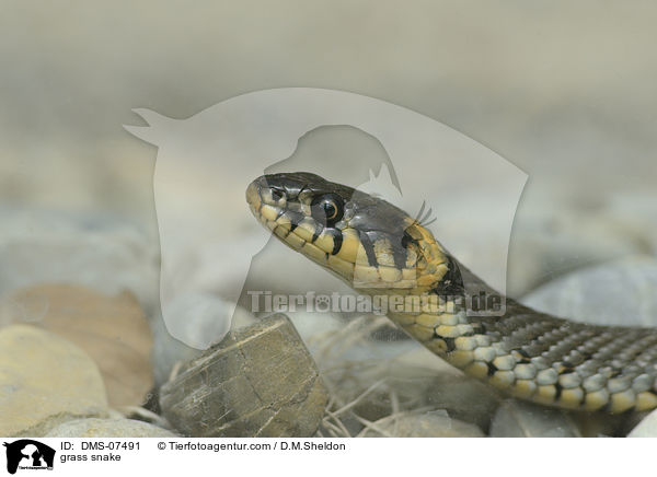 Ringelnatter / grass snake / DMS-07491