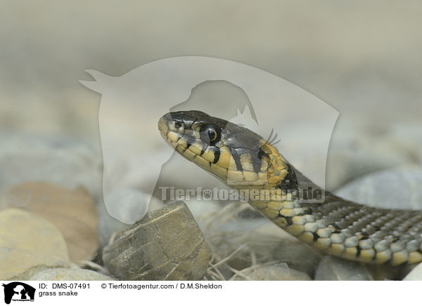 grass snake / DMS-07491