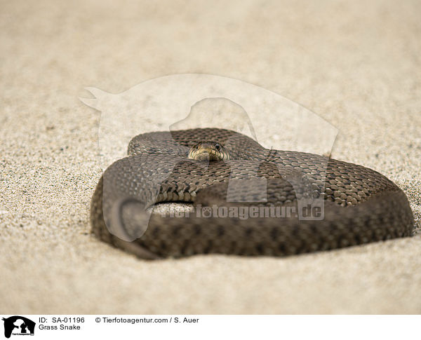 Ringelnatter / Grass Snake / SA-01196