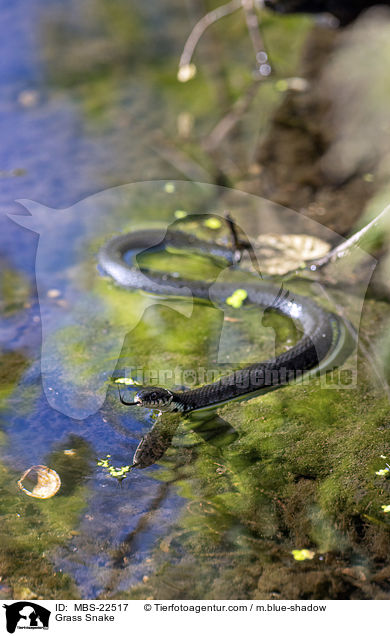 Grass Snake / MBS-22517