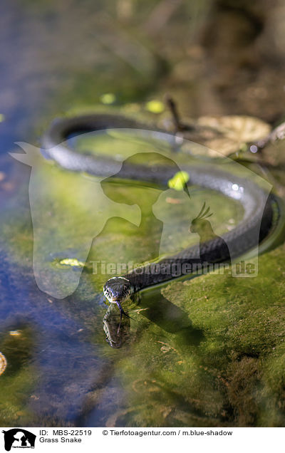 Ringelnatter / Grass Snake / MBS-22519