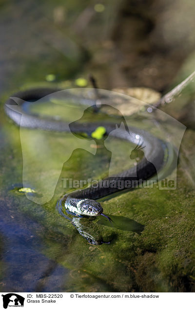 Ringelnatter / Grass Snake / MBS-22520