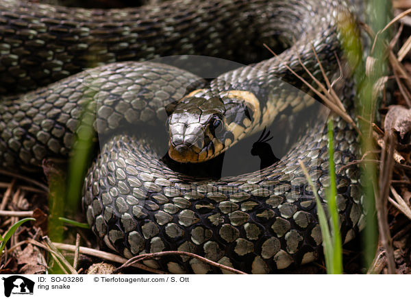 ring snake / SO-03286