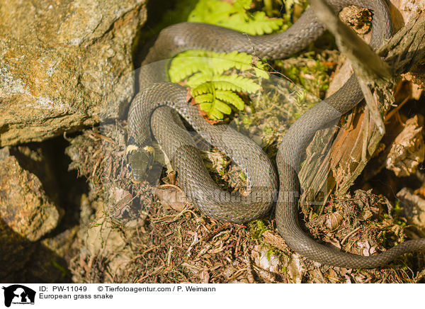 European grass snake / PW-11049