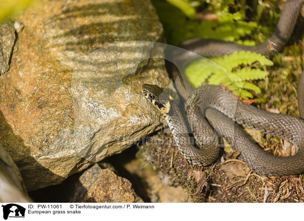 Ringelnatter / European grass snake / PW-11061