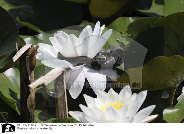 Ringelnatter auf Seerose / Grass snake on water lily / FF-11652