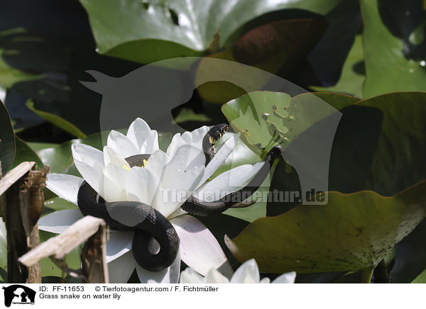 Ringelnatter auf Seerose / Grass snake on water lily / FF-11653