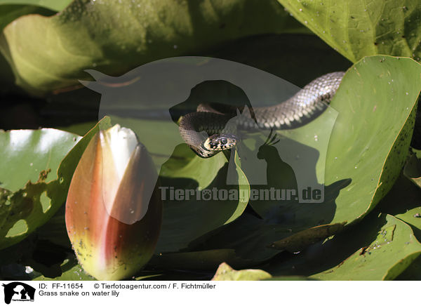 Grass snake on water lily / FF-11654