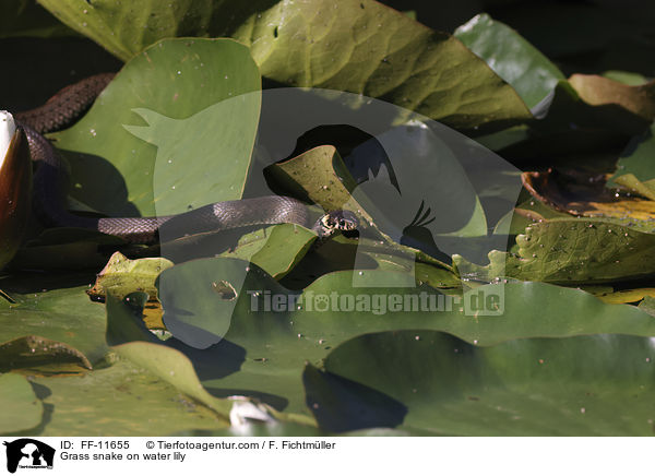 Ringelnatter auf Seerose / Grass snake on water lily / FF-11655