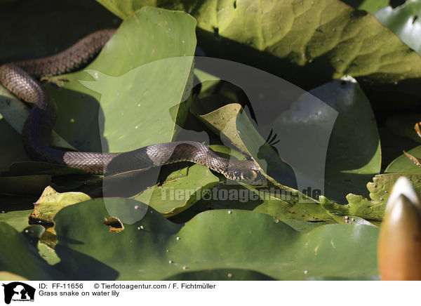 Ringelnatter auf Seerose / Grass snake on water lily / FF-11656