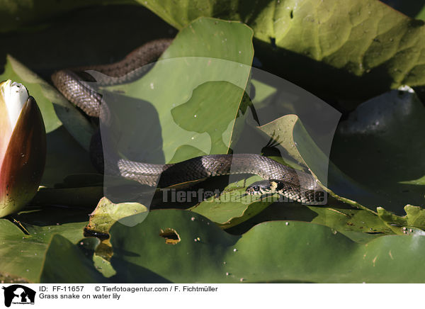 Ringelnatter auf Seerose / Grass snake on water lily / FF-11657