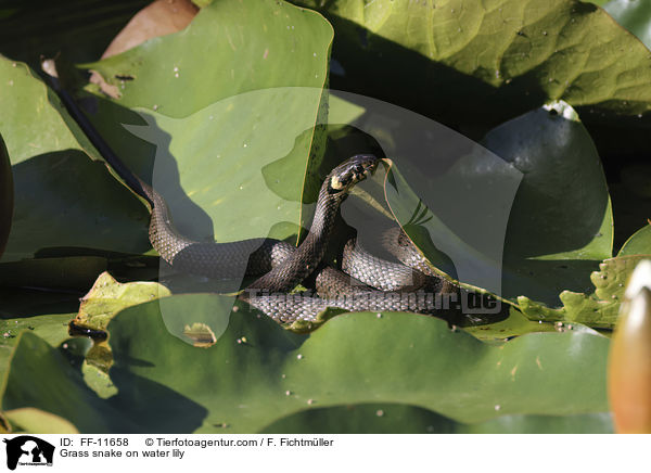Ringelnatter auf Seerose / Grass snake on water lily / FF-11658