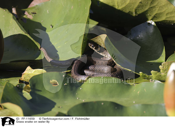 Grass snake on water lily / FF-11659