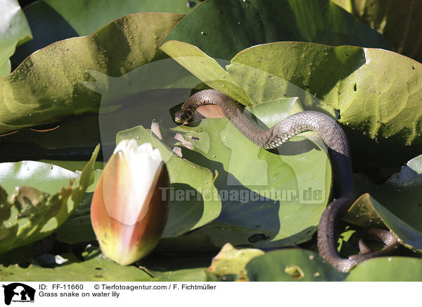 Ringelnatter auf Seerose / Grass snake on water lily / FF-11660