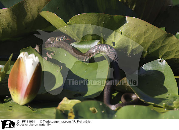 Grass snake on water lily / FF-11661