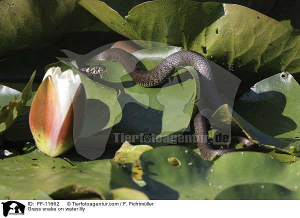 Ringelnatter auf Seerose / Grass snake on water lily / FF-11662