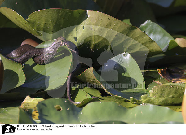 Grass snake on water lily / FF-11663