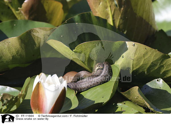 Ringelnatter auf Seerose / Grass snake on water lily / FF-11664