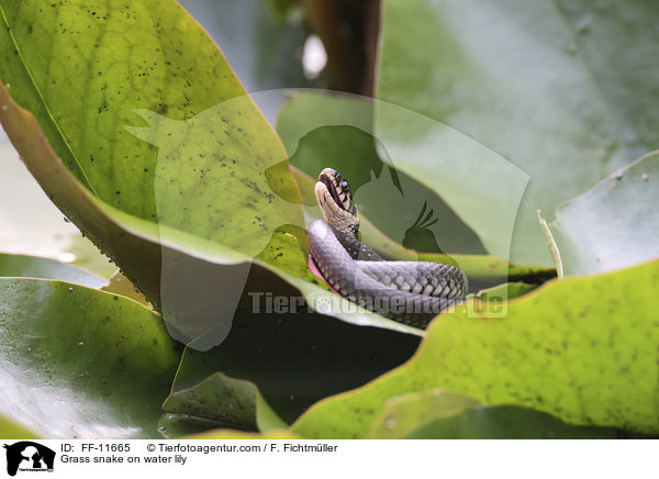Grass snake on water lily / FF-11665