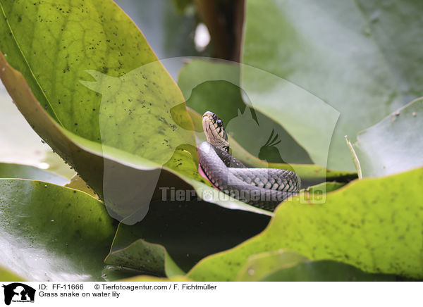 Ringelnatter auf Seerose / Grass snake on water lily / FF-11666