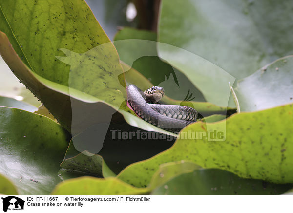Ringelnatter auf Seerose / Grass snake on water lily / FF-11667