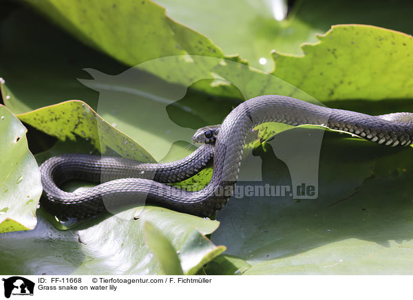 Ringelnatter auf Seerose / Grass snake on water lily / FF-11668