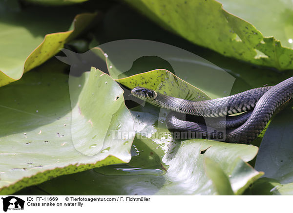 Grass snake on water lily / FF-11669