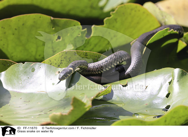 Ringelnatter auf Seerose / Grass snake on water lily / FF-11670