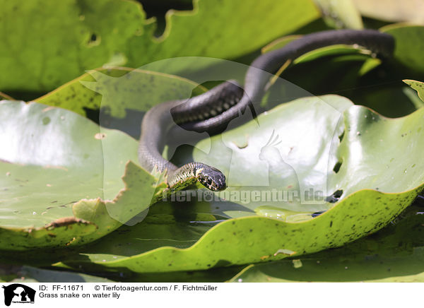 Grass snake on water lily / FF-11671