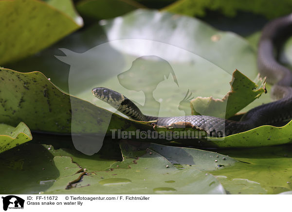 Grass snake on water lily / FF-11672