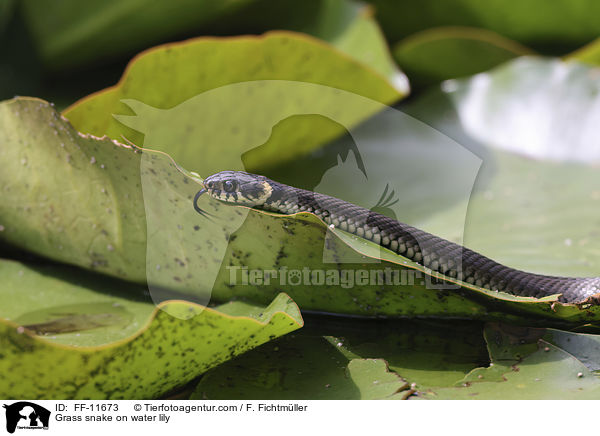 Ringelnatter auf Seerose / Grass snake on water lily / FF-11673