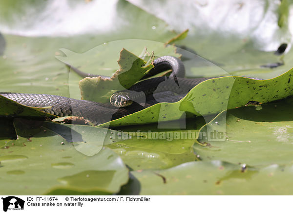 Ringelnatter auf Seerose / Grass snake on water lily / FF-11674