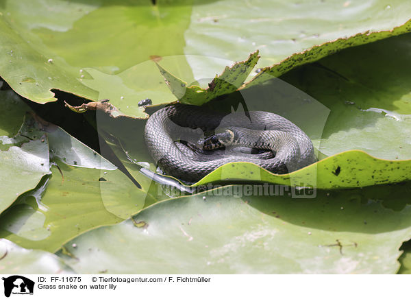 Ringelnatter auf Seerose / Grass snake on water lily / FF-11675