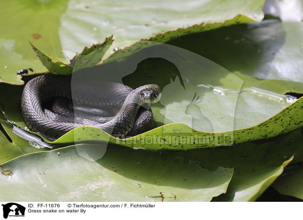 Ringelnatter auf Seerose / Grass snake on water lily / FF-11676