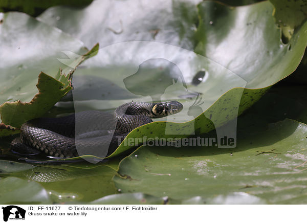 Grass snake on water lily / FF-11677