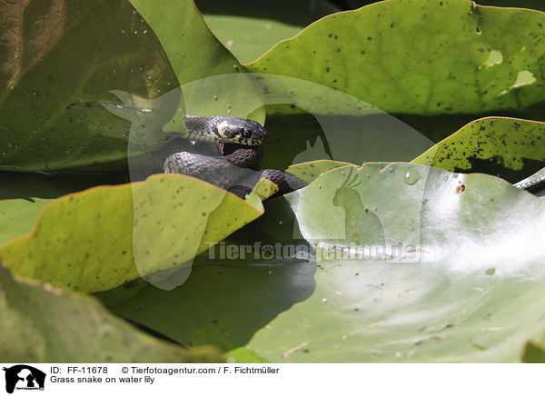 Ringelnatter auf Seerose / Grass snake on water lily / FF-11678