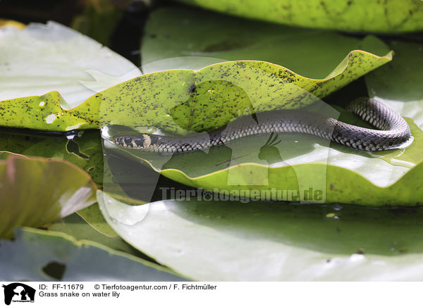 Ringelnatter auf Seerose / Grass snake on water lily / FF-11679