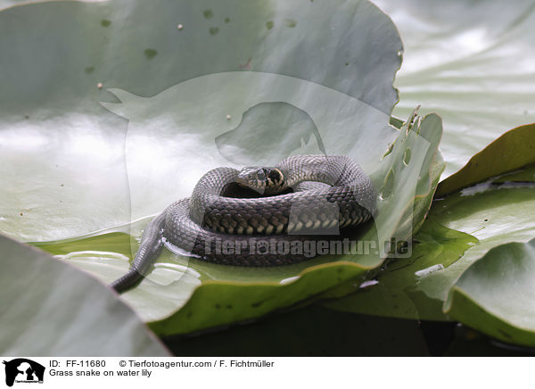 Grass snake on water lily / FF-11680