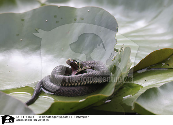 Ringelnatter auf Seerose / Grass snake on water lily / FF-11681